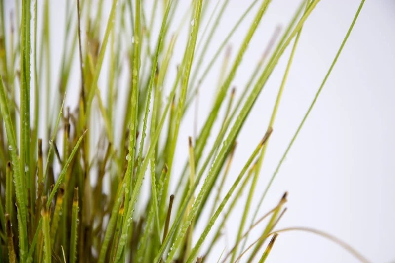 Carex flagellifera 'Kiwi'
