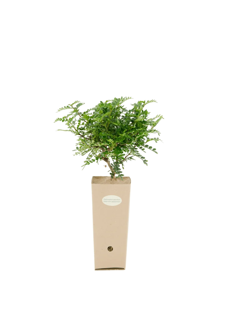 Zanthoxylum piperitum