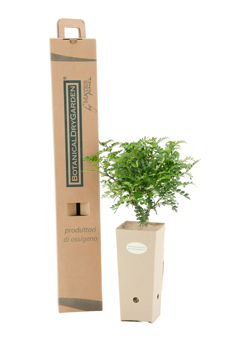 Zanthoxylum piperitum