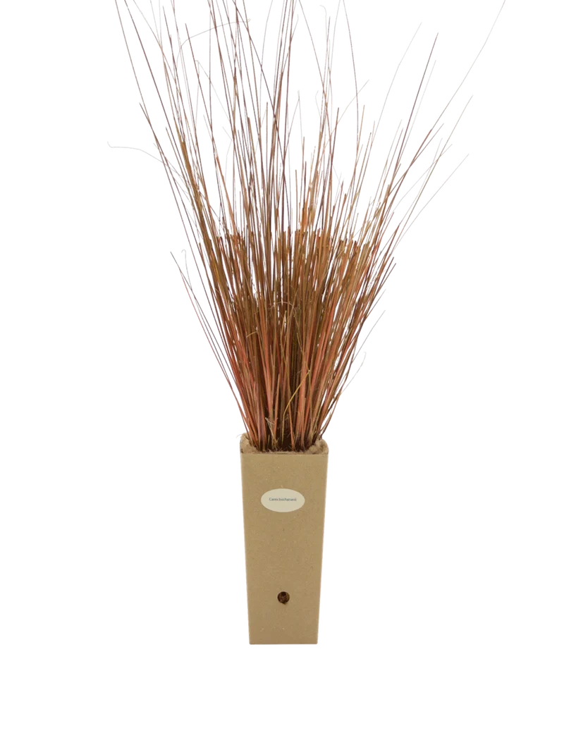 Carex buchananii