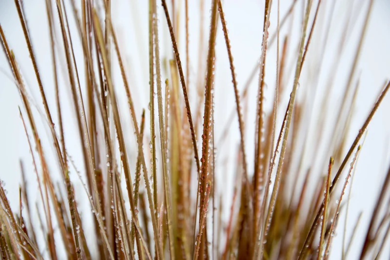 Carex buchananii