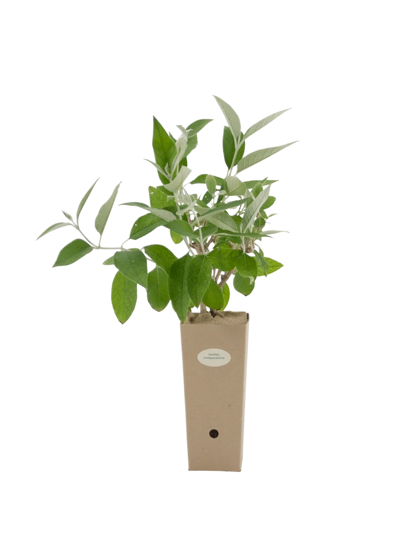 Buddleja madagascariensis