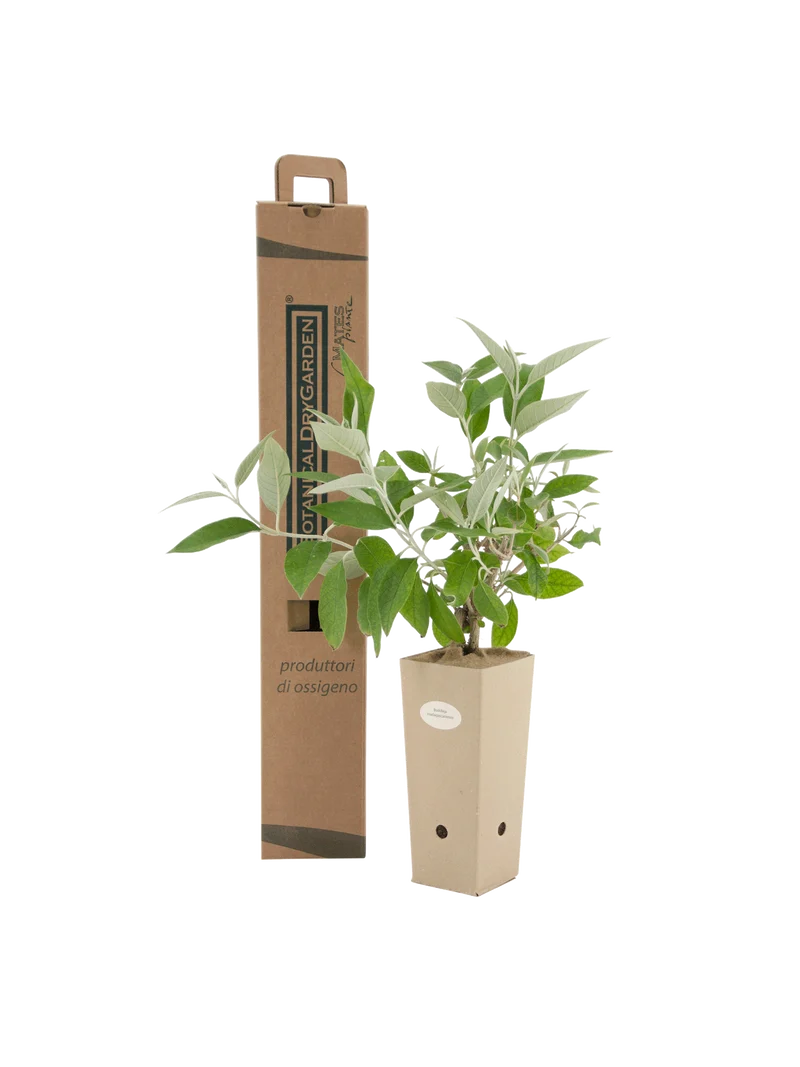 Buddleja madagascariensis