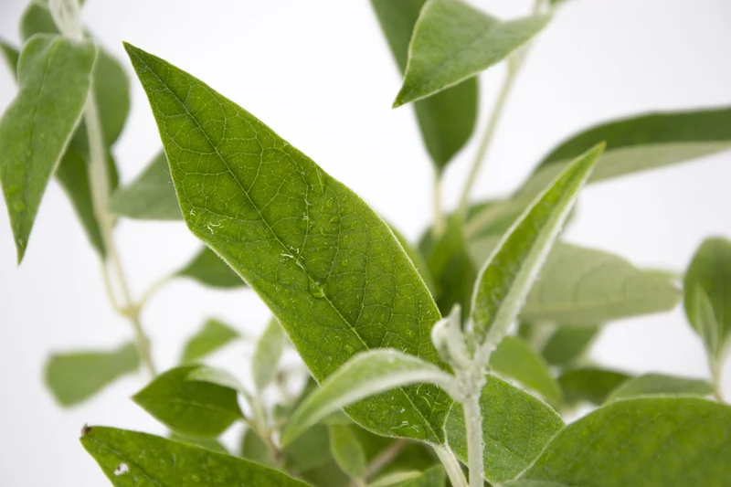 Buddleja madagascariensis