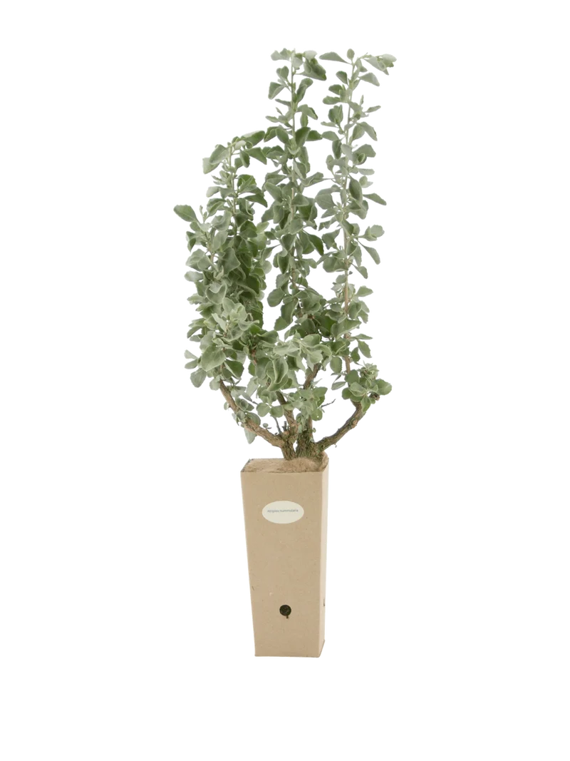 Atriplex nummularia