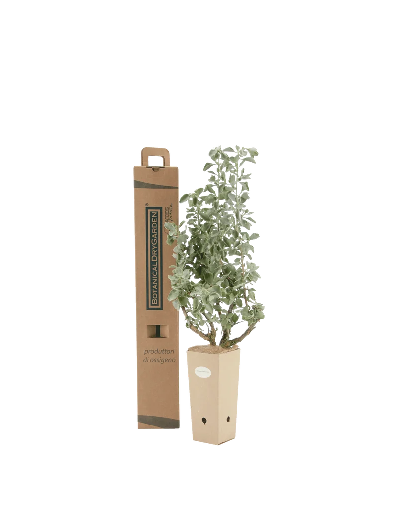 Atriplex nummularia