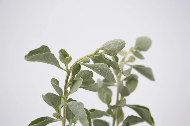 Atriplex nummularia