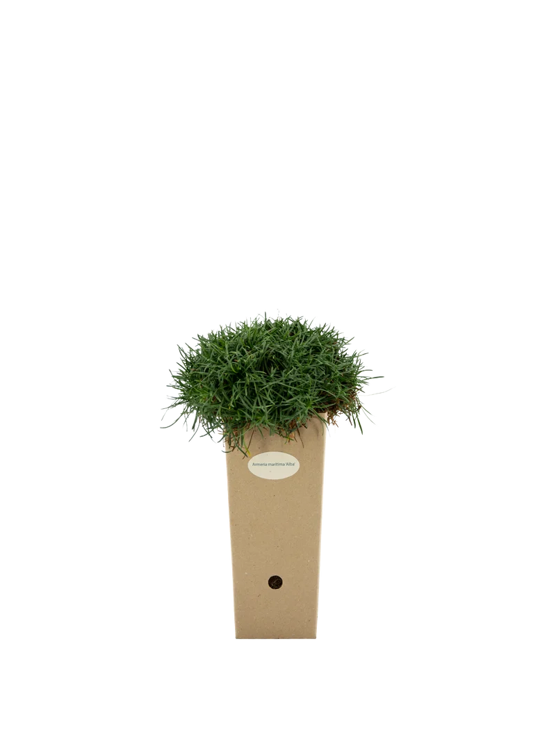 Armeria maritima 'Alba'