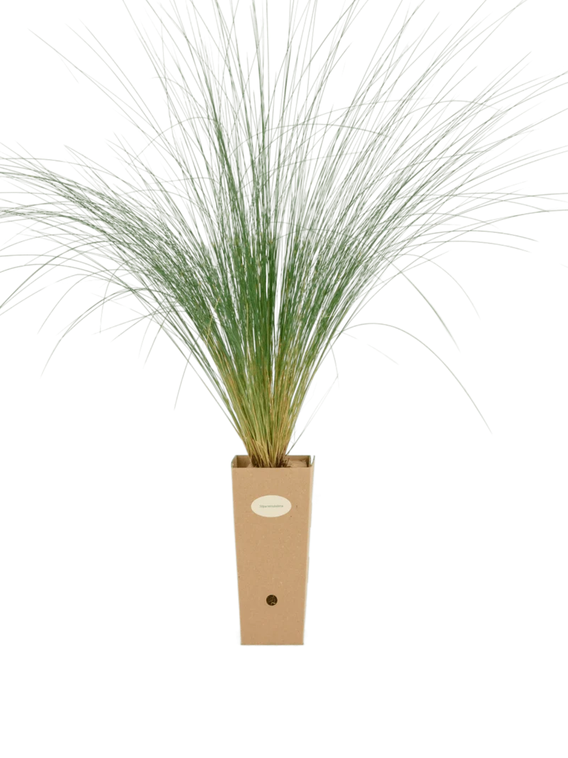 Stipa tenuissima