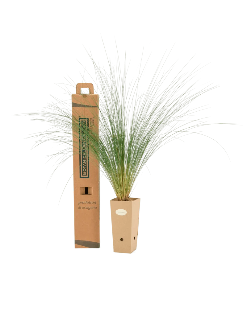 Stipa tenuissima