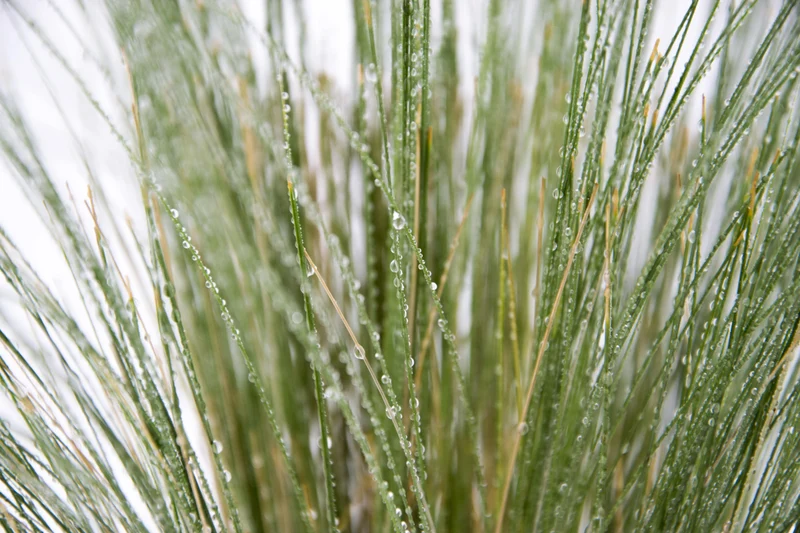 Stipa tenuissima