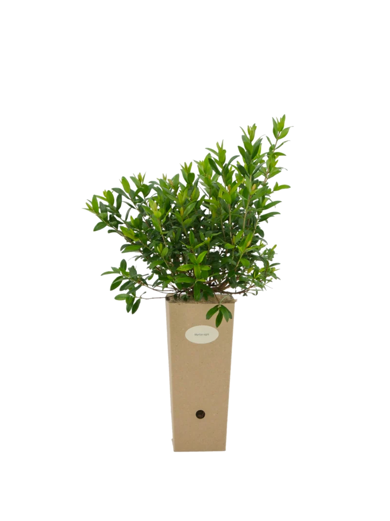 Myrtus ugni (Ugni molinae)