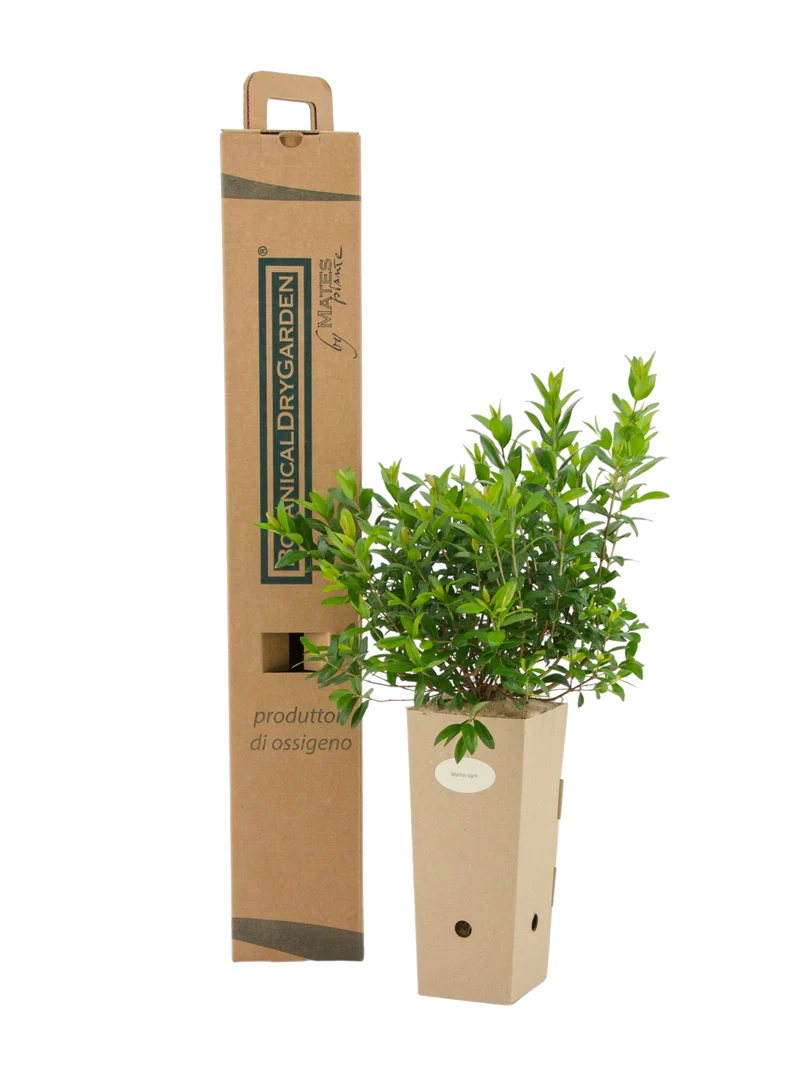 Myrtus ugni (Ugni molinae)