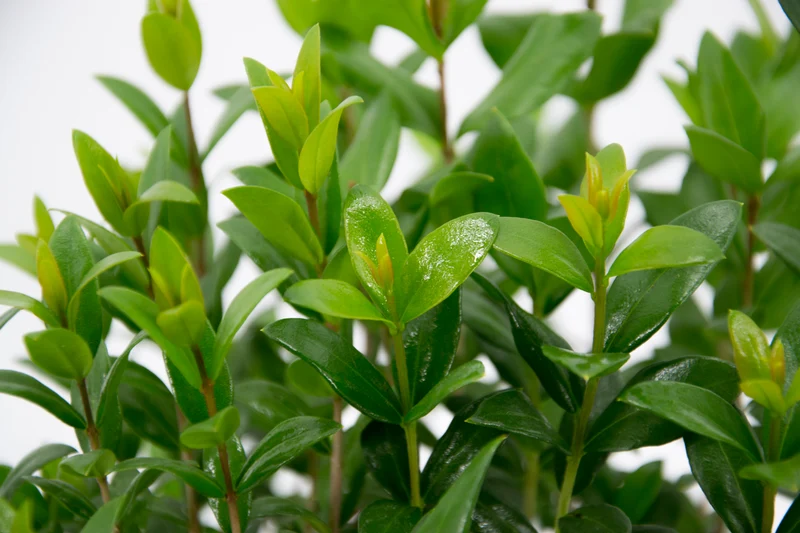 Myrtus ugni (Ugni molinae)