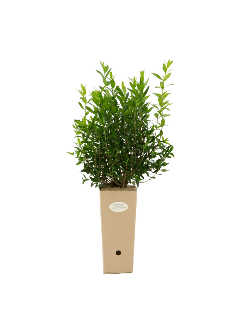 Myrtus communis 'Macrophylla'