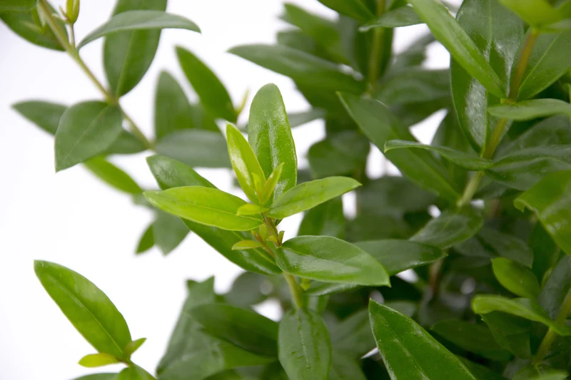 Myrtus communis 'Macrophylla'