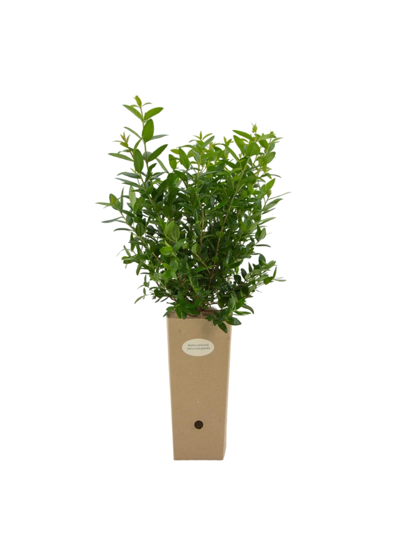 Myrtus communis (Bacca nera grande)