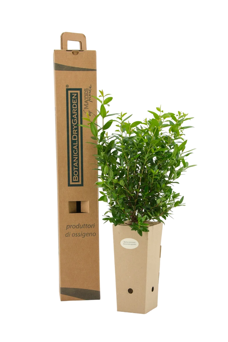 Myrtus communis (Bacca nera grande)
