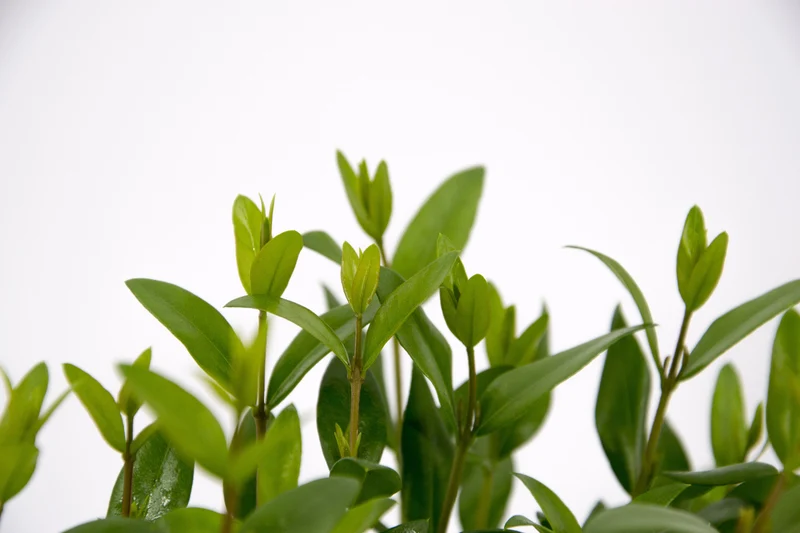 Myrtus communis (Bacca nera grande)