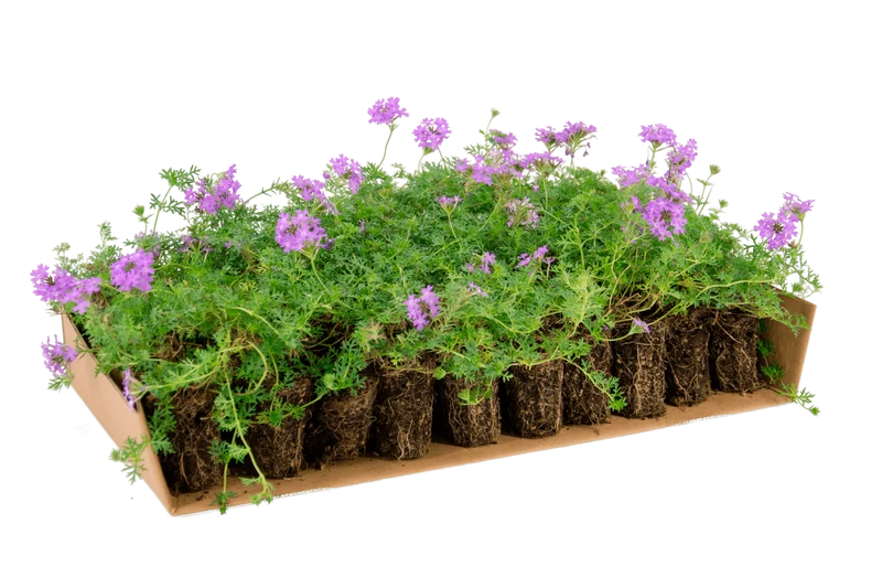 Prato di Verbena hybrida