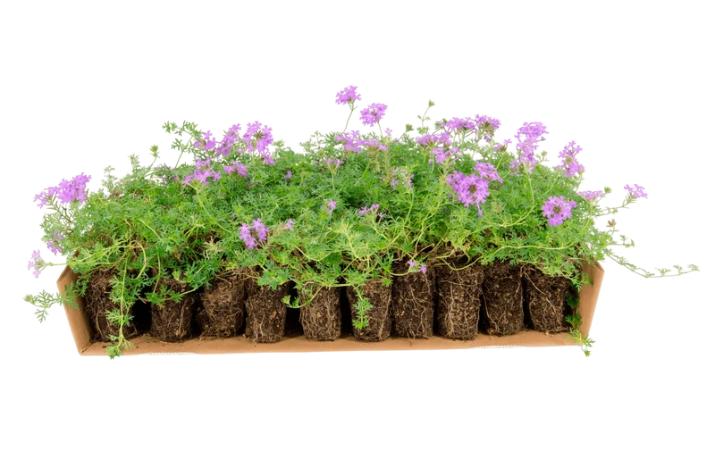 Prato di Verbena hybrida