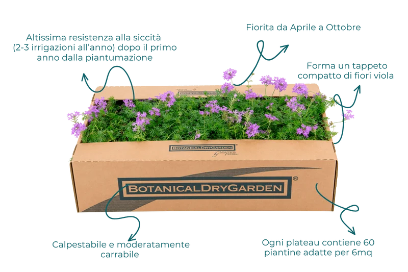 Prato di Verbena hybrida