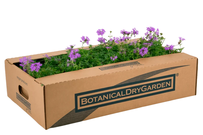 Prato di Verbena hybrida