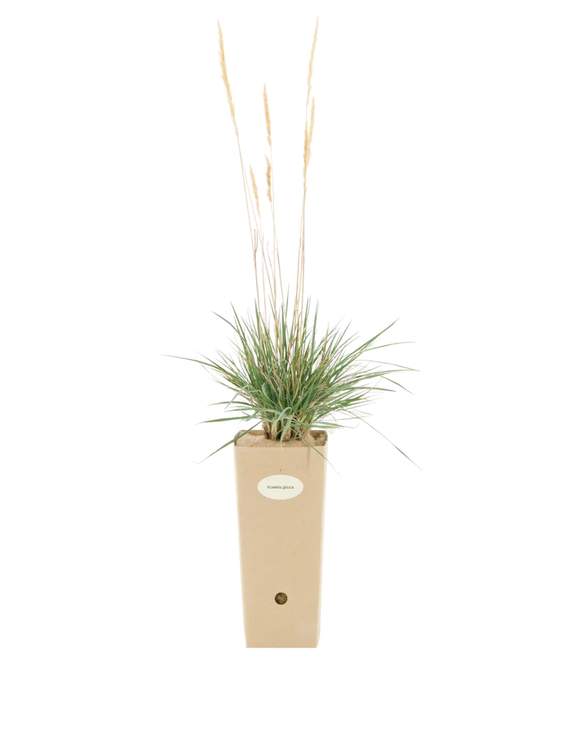 Koeleria glauca