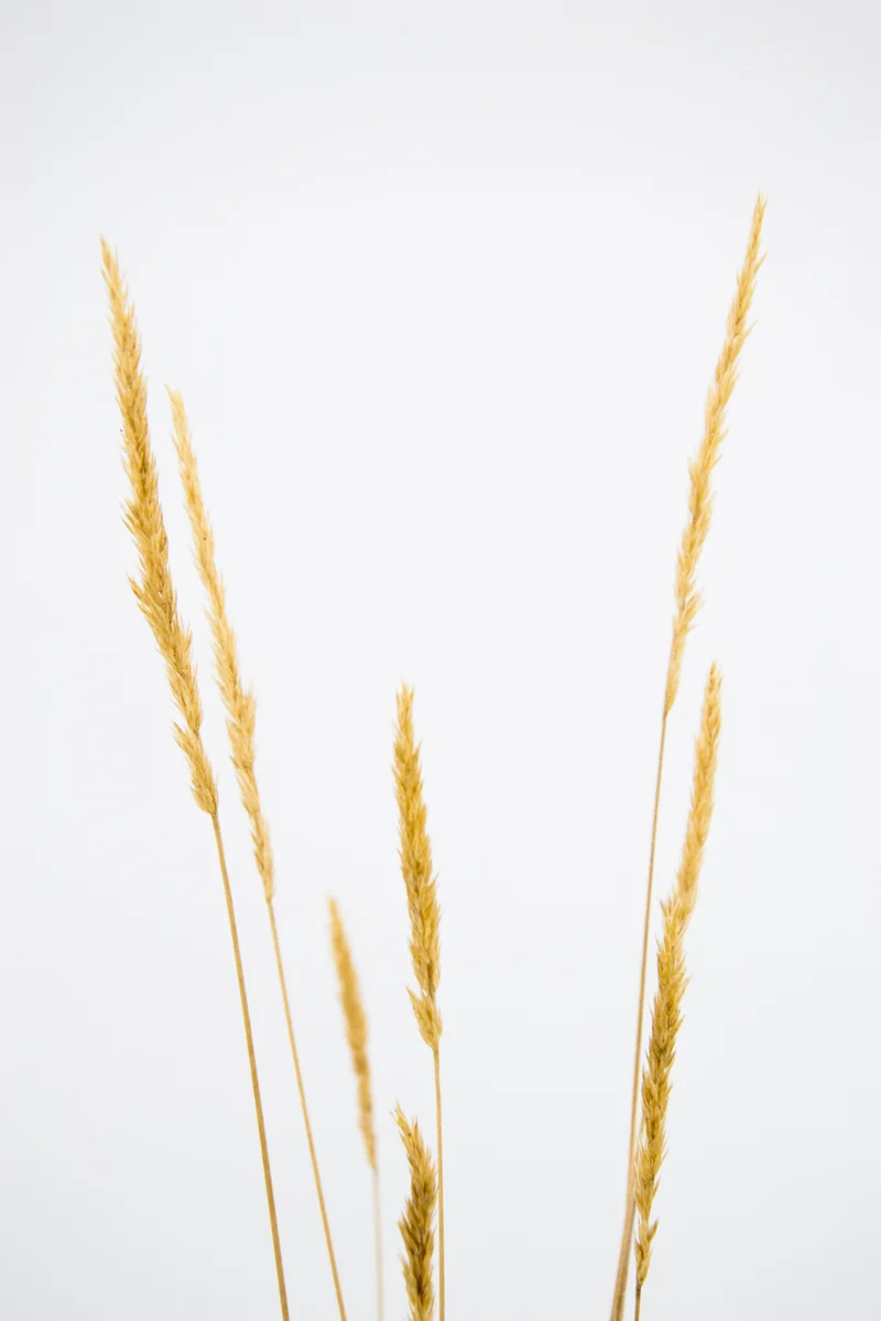 Koeleria glauca