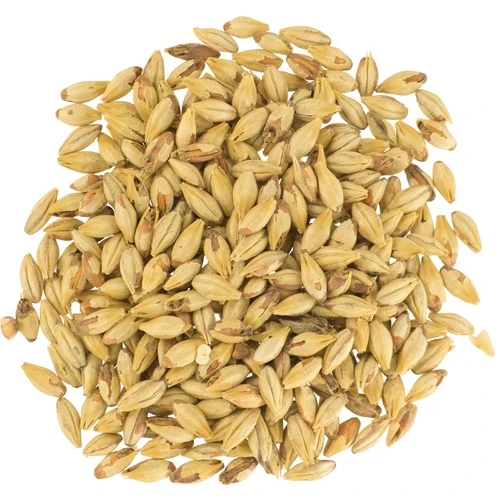 Chateau Biscuit Barley Malt 17°L | Specialty Brewing Malt