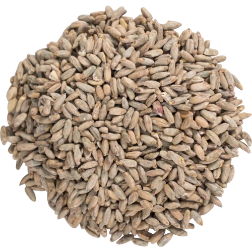 Rye Malt | Premium Base Brewing & Distilling Malt