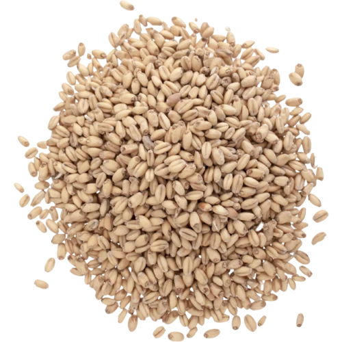 White Wheat Malt | Premium Base Brewing Malt