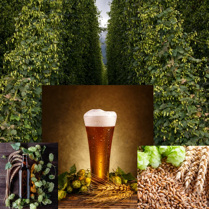 Summit IPA Recipe Kit