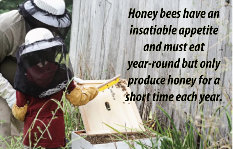 One Gallon Braggot Honey Mead Recipe Refill Kit