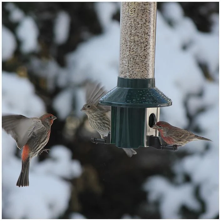 PestOff Birdfeeder by Roamwild