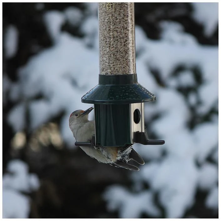 PestOff Birdfeeder by Roamwild