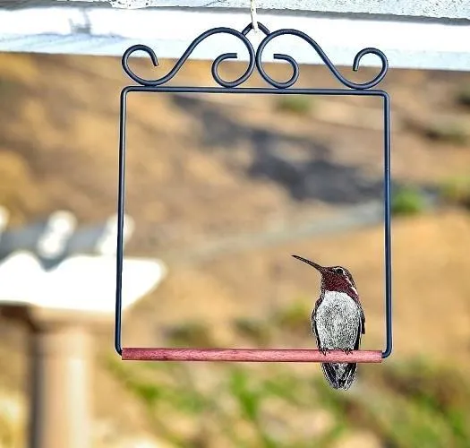 Filigree Glass Hummingbird Feeder - Flame Red