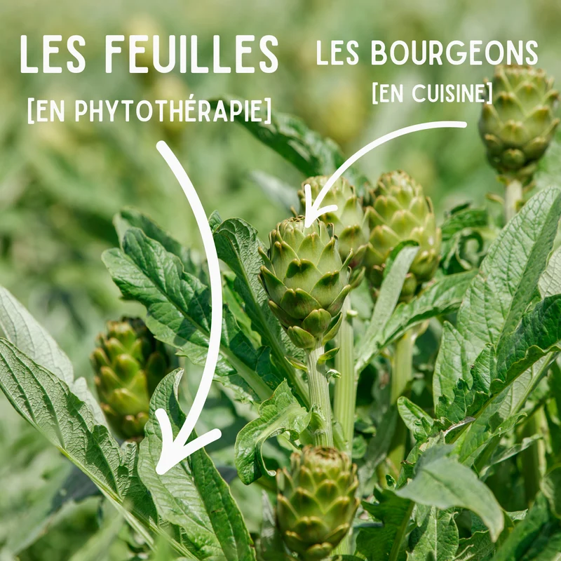 Tisane Artichaut feuille coupée