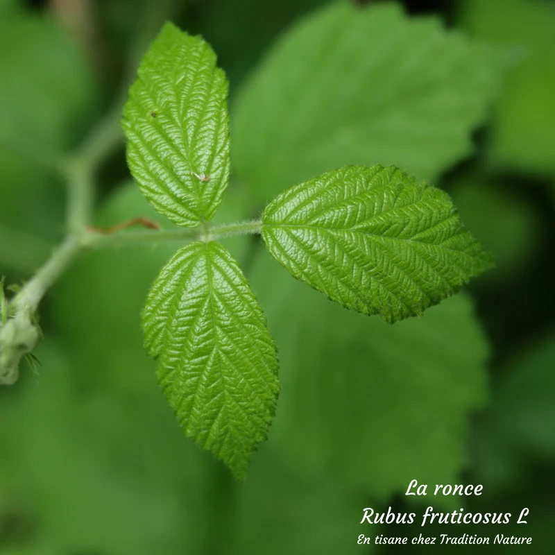 Tisane de ronce (mûrier) 100 g | Rubus fruticosus L.