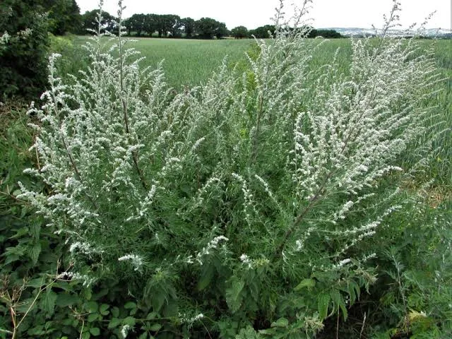 Tisane Armoise commune Artemisia vulgaris - Plante coupée
