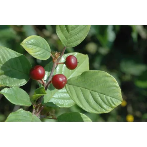 Bourdaine tisane - Ecorce coupée