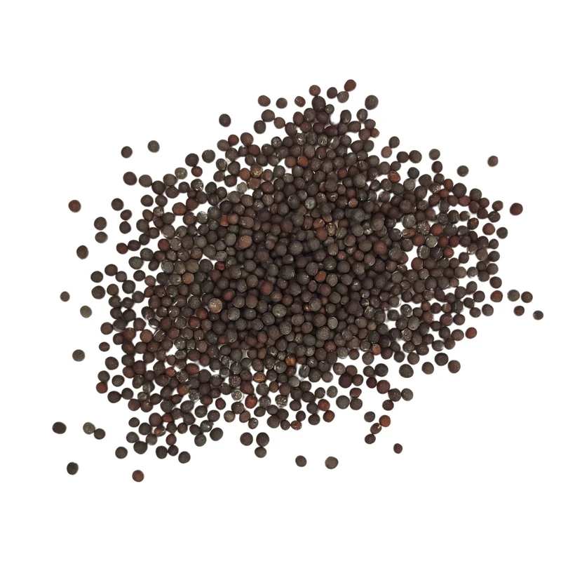 Moutarde brune - Brassica Juncea - graines entière