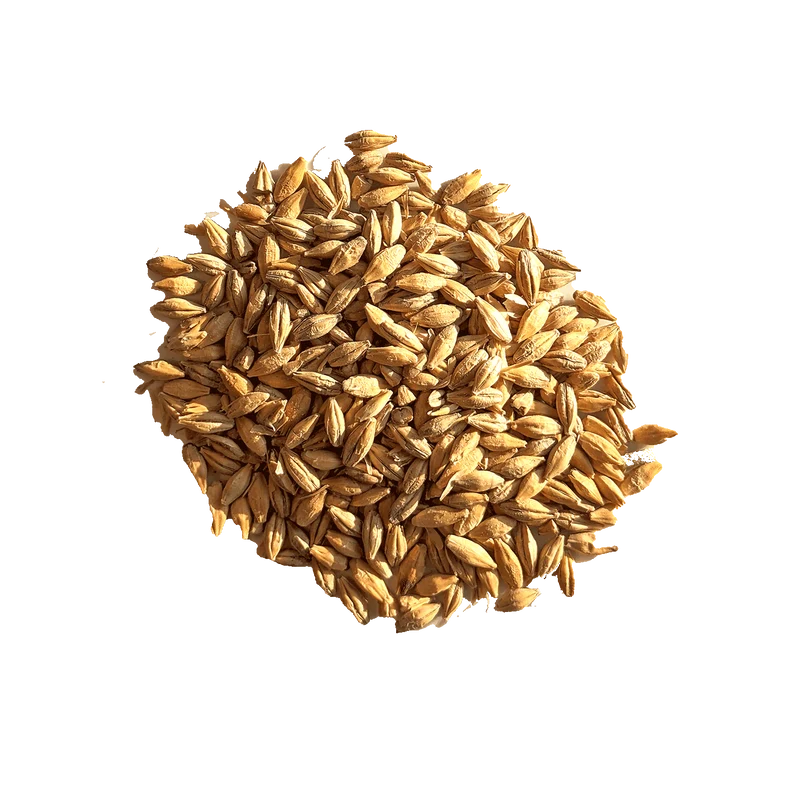 Chit Malt - BEST - 2 à 3 EBC