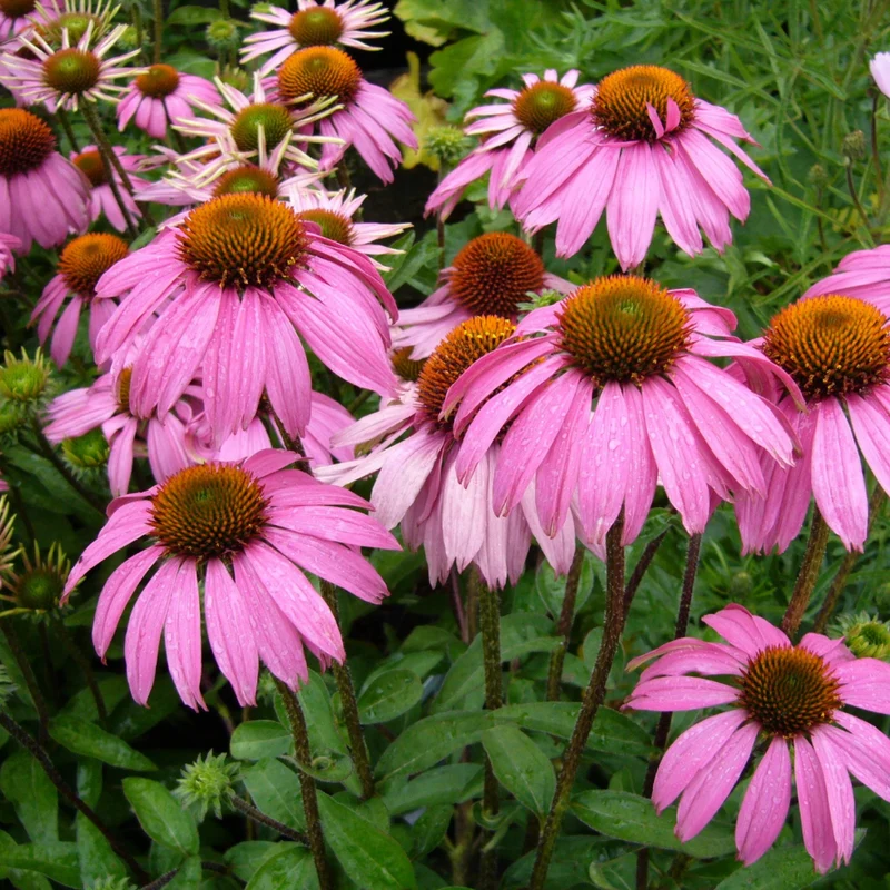 Echinacée Echinacea - Tisane racine coupée