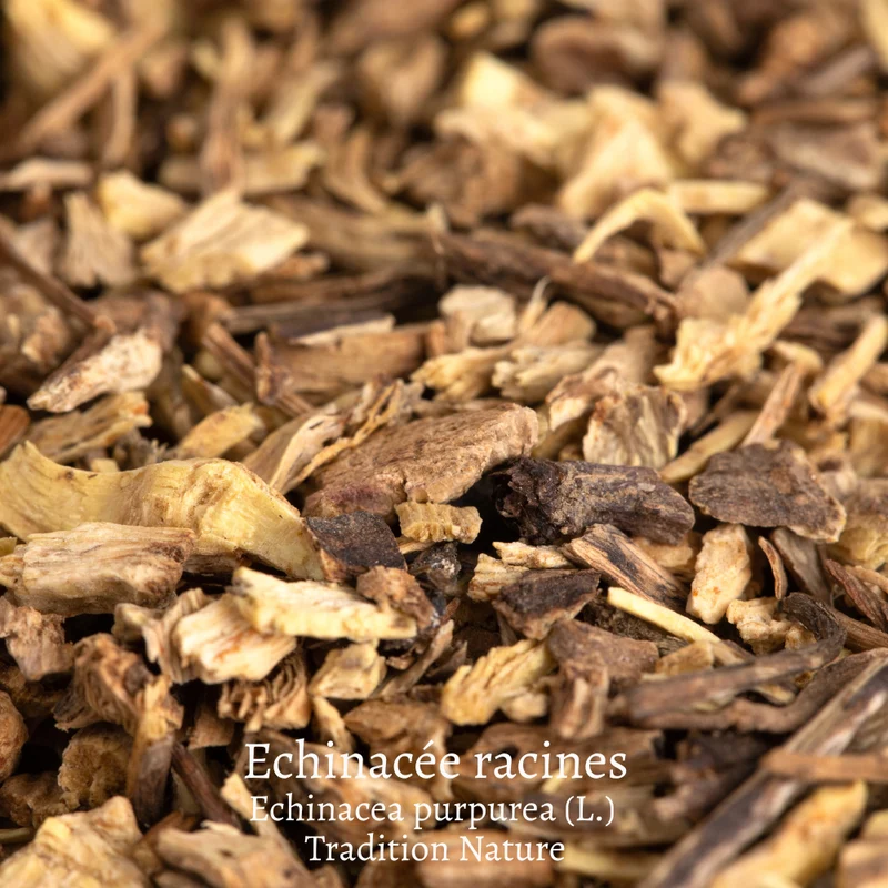 Echinacée Echinacea - Tisane racine coupée
