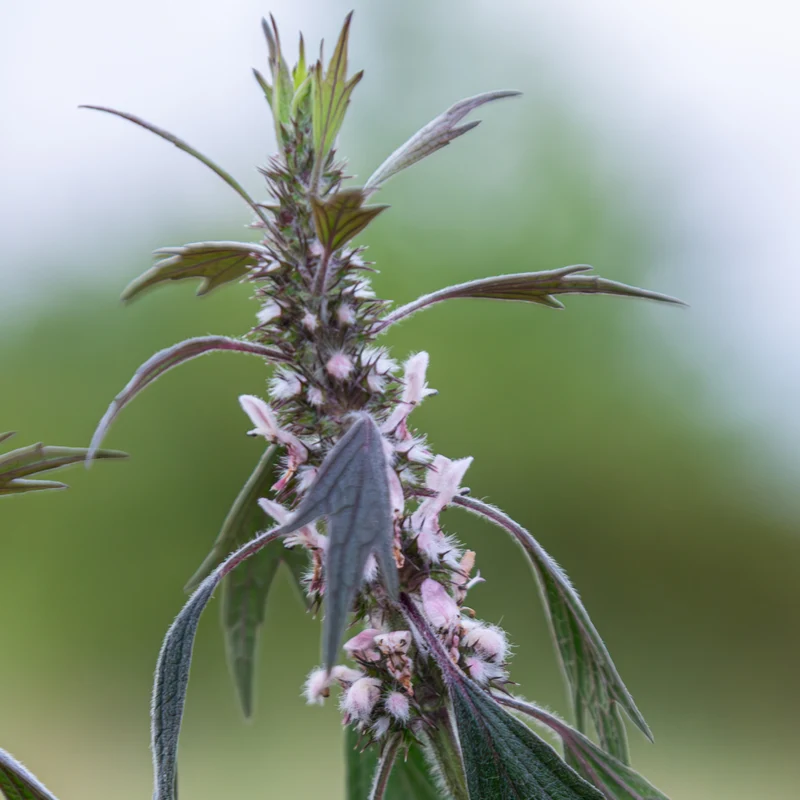 Agripaume tisane | Plante coupée en vrac