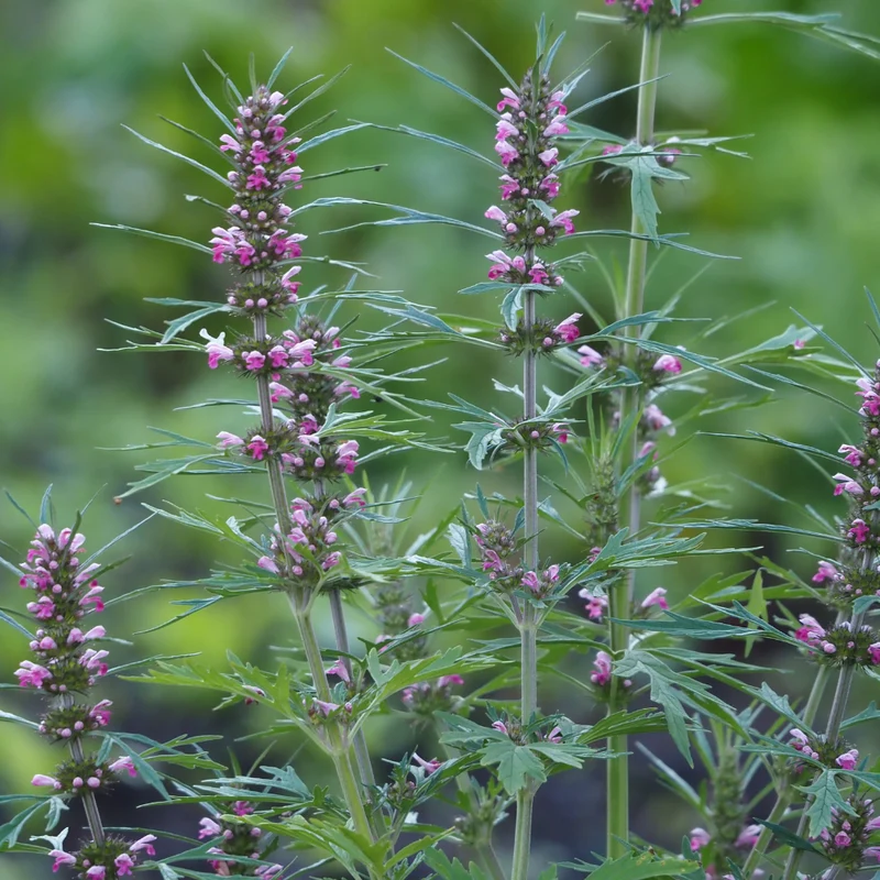 Agripaume tisane | Plante coupée en vrac
