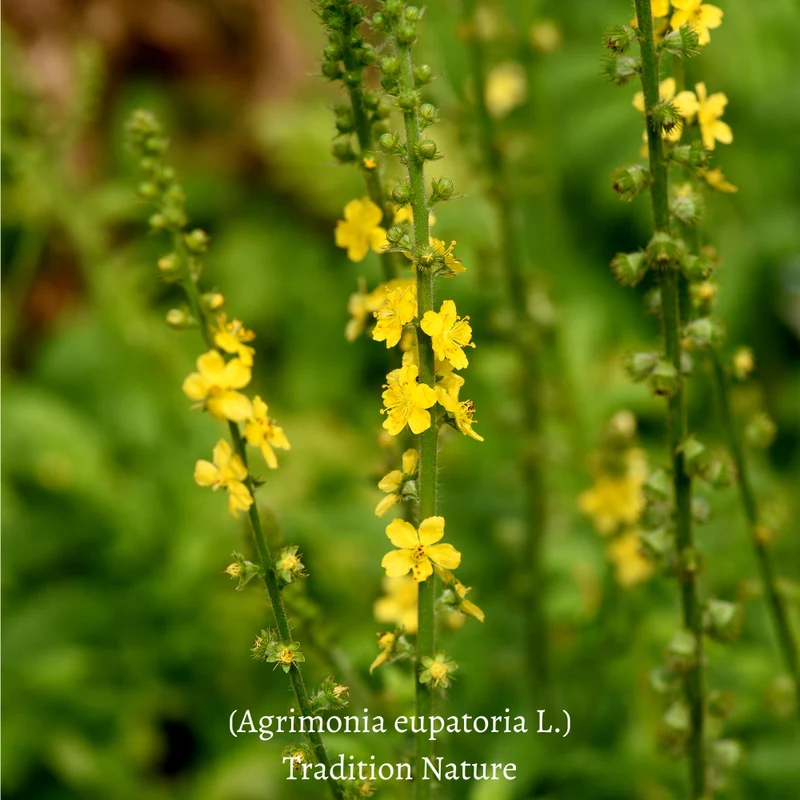 Aigremoine tisane | Plante coupée