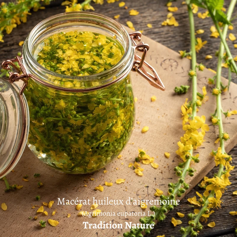 Aigremoine tisane | Plante coupée