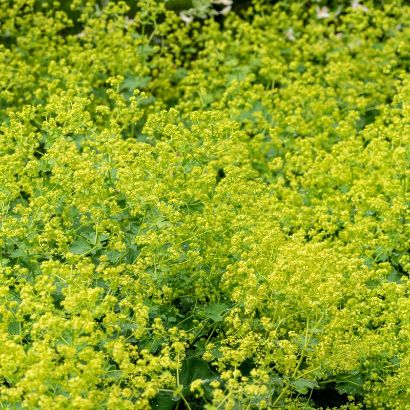 Alchémille vulgaire tisane - Plante coupée vrac